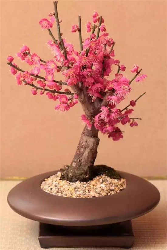 【家居風(fēng)水】家里放這些植物大吉大利 你家有了嗎？